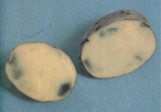 Меланоз картофеля (потемнение мякоти, серая пятнистость)