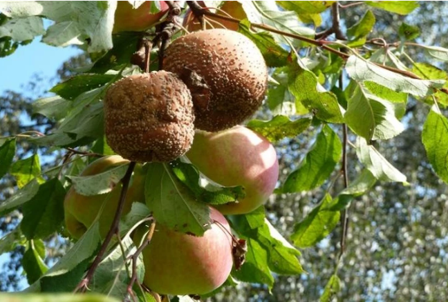 Плодовая гниль яблок (монилиоз)